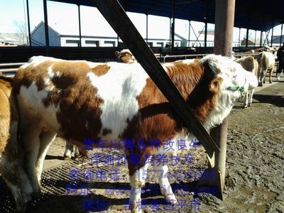 肉牛價(jià)格、那里有肉牛賣、肉牛養(yǎng)殖技術(shù)咨詢_農(nóng)副產(chǎn)品_世界工廠網(wǎng)