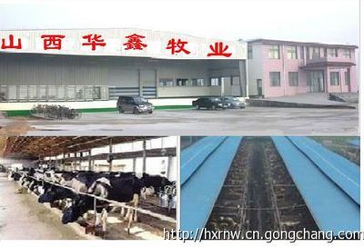 西門塔爾牛 改良肉牛養(yǎng)殖 短期育肥肉牛犢利潤(rùn)_農(nóng)副產(chǎn)品_世界工廠網(wǎng)