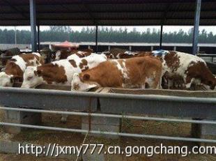 修水縣的肉牛市場(chǎng)行情怎么樣?山東金祥牧業(yè)出售_農(nóng)副產(chǎn)品_世界工廠網(wǎng)