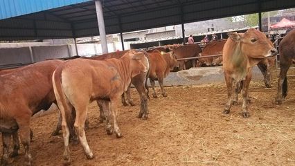 麗水哪里有肉牛養(yǎng)殖場(chǎng)&肉牛犢多少錢_農(nóng)副產(chǎn)品_世界工廠網(wǎng)