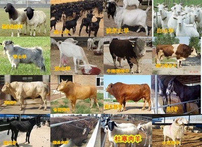 湖南益陽(yáng)本地有肉牛犢嗎-哪里有賣黃牛犢的_農(nóng)副產(chǎn)品_世界工廠網(wǎng)