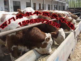 養(yǎng)肉牛后期追肥注意那點(diǎn)FG_農(nóng)副產(chǎn)品_世界工廠網(wǎng)