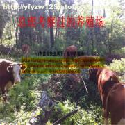 【養肉牛場圖】價格,廠家,圖片,供應商,牲畜,嘉祥縣航宇牛羊驢養殖場 - 產品庫 - 阿土伯交易網