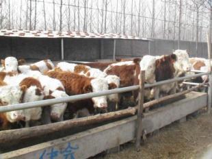 廣西柳州哪里有賣小黃牛的柳州肉牛苗_農副產品_世界工廠網