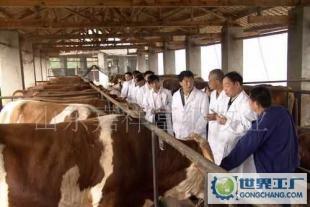 肉牛 肉羊 西門塔爾牛 波爾山羊 魯西黃牛_農副產品_世界工廠網中國產品信息庫