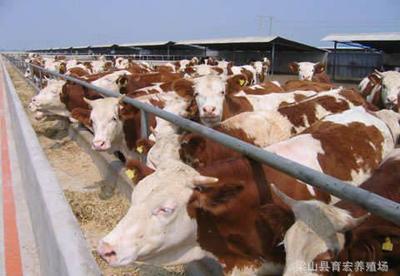 國內有多少肉牛品種 改良肉牛犢養殖周期 肉牛養殖基地