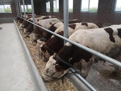 工行福泉支行:"肉牛養殖貸"讓養殖戶致富有奔頭