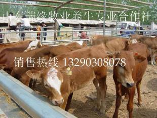 供應肉牛,養(yǎng)牛,養(yǎng)牛技術,養(yǎng)牛場,養(yǎng)牛賺錢嗎,農(nóng)村養(yǎng)牛,養(yǎng)牛成本_農(nóng)副產(chǎn)品_世界工廠網(wǎng)中國產(chǎn)品信息庫