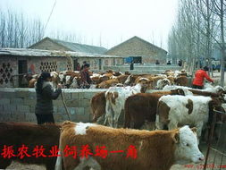 肉牛養(yǎng)殖場批發(fā)肉牛肉牛犢提供肉牛養(yǎng)殖產(chǎn)品大圖 山東嘉祥縣振農(nóng)養(yǎng)殖場