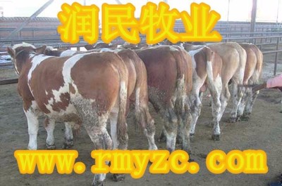 【美味肉牛價格優(yōu)惠中