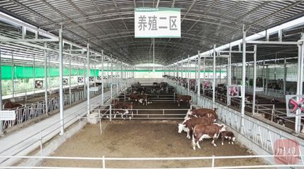 《川觀新聞》報(bào)道平昌 : 從分散到集群,巴中肉牛產(chǎn)業(yè)邁向"百億級"