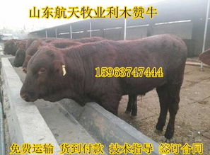 福建省肉牛養(yǎng)殖場價(jià)格,產(chǎn)品報(bào)價(jià)