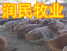 供應(yīng)養(yǎng)牛的成本、肉牛養(yǎng)殖的前景如何、肉牛調(diào)撥基地_農(nóng)副產(chǎn)品_世界工廠網(wǎng)中國產(chǎn)品信息庫