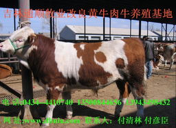 東北肉牛基地 通順牧業(yè) 東北改良黃牛 東北肉牛基地價(jià)格及規(guī)格型號