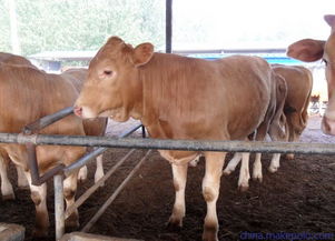 山西肉牛 肉牛價格小牛犢價格