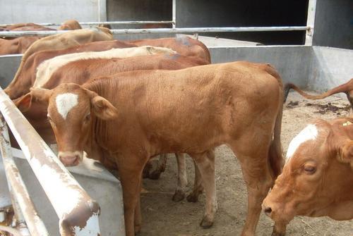 肉牛養殖技巧,牛養殖關鍵在于生長環境和飼養管理