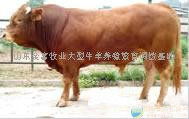 肉牛 批發價格 廠家 圖片 食品招商網
