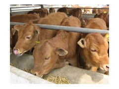 商品肉牛濃縮飼料河南濮陽批發