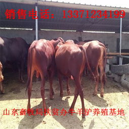 重慶養殖小牛仔一年能掙多少錢