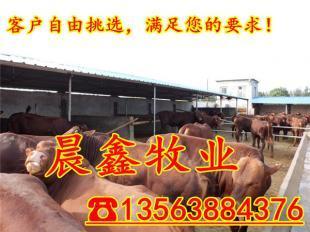 如何圈養(yǎng)小牛犢 ,肉牛去哪里買好,肉牛養(yǎng)殖場_農(nóng)副產(chǎn)品_世界工廠網(wǎng)