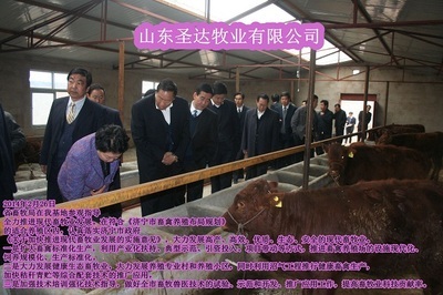 肉牛牛場 _農(nóng)副產(chǎn)品_世界工廠網(wǎng)