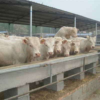 優(yōu)質(zhì)牛產(chǎn)品肉牛改良肉牛一頭育肥牛架子牛繁殖母牛牛犢價(jià)格