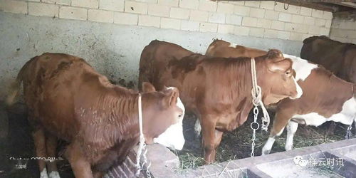 祥云 凍精改良 技術成肉牛養殖戶致富 金鑰匙