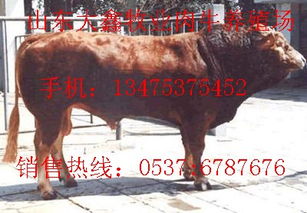 肉牛養殖成本.牛犢多少錢一頭.