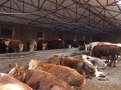 提高肉牛產品質和疾病抵抗力