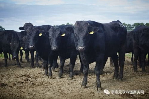 走進澳洲nick sher牧場 解密澳大利亞肉牛養殖模式