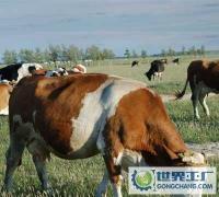 齊州區如何養牛效益高/齊州區養牛的飼料配比/肉牛出欄時間_農副產品_世界工廠網中國產品信息庫