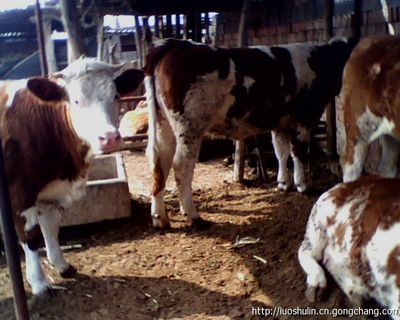 湖北肉牛價格_農副產品_世界工廠網
