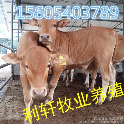 肉牛養殖場 山東肉牛廠家 山東小肉牛多少錢一頭 肉牛牛犢 圖片_高清圖_細節圖-嘉祥縣東昌養殖場 -