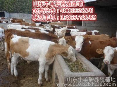 東營上等肉牛低價廠家免費送到家圖片_高清圖_細節圖-山東牛羊驢養殖基地 -