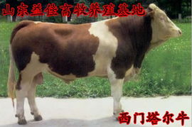 西門塔爾肉牛價格 魯西黃牛批發 利木贊肉供應 山東益佳畜牧