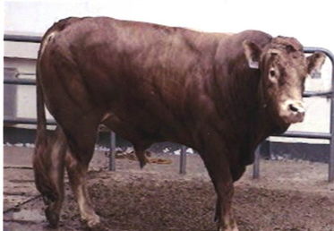 盛宏養殖場,肉牛,牛