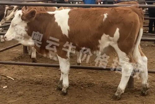 牛價丨7月5日 全國部分地區肉牛價格匯總更新了