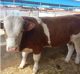 哪里有大型的肉牛養殖場價格 哪里有大型的肉牛養殖場型號規格