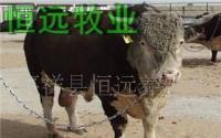 肉牛山東省肉牛奶牛種羊養殖龍頭示范企業肉牛養殖[供應]_牲畜_世界工廠網中國產品信息庫