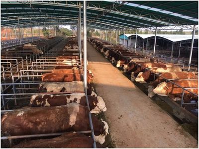推薦!肉牛養(yǎng)殖場建設(shè)方法~
