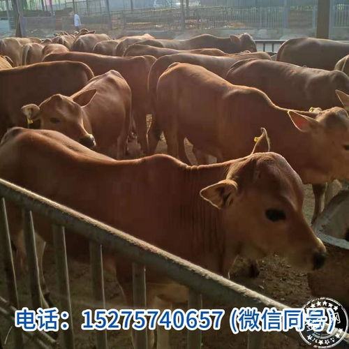 山東的牛 農(nóng)產(chǎn)品 禽畜牧蛋肉 活畜 肉牛 中國畜牧網(wǎng)報(bào)價(jià)中心