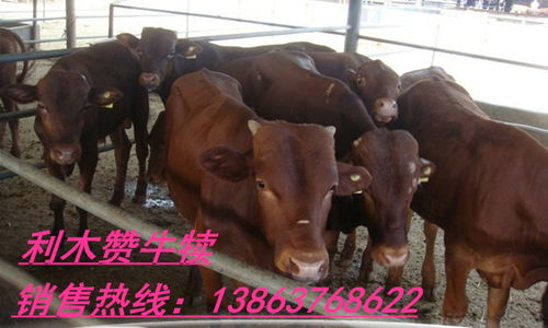 偃師市肉牛現(xiàn)在的價(jià)格