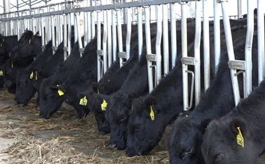 畢節納雍:養殖肉牛助農增收致富