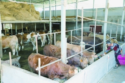 普坪鎮政策扶持發展肉牛養殖