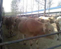 肉牛,肉牛生產供應商 畜禽及養殖動物