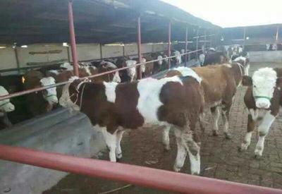 養牛新手最關心:怎樣挑選肉牛犢,哪種肉牛品種好