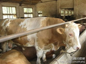 山東養牛基地肉牛行情肉驢價格肉羊養殖技術種羊品種肉牛養殖技術