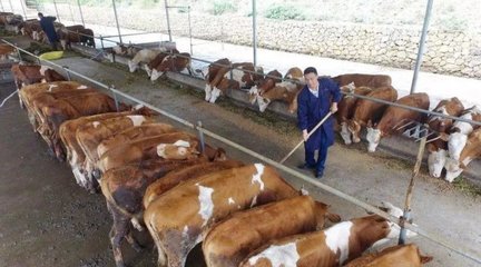 首席大咖說 | 如何養殖能夠實現肉牛效益的最大化?