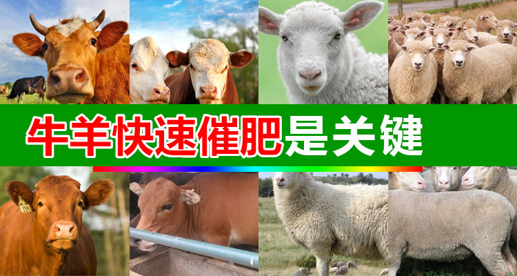 肉牛催肥吃什么長得快 肉牛催肥劑那家產品好