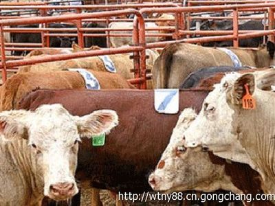 養殖100頭肉牛需要投資多少錢,利潤是多少_農副產品_世界工廠網